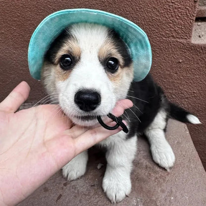 Cute hats for bulldogs with holes for the ears
